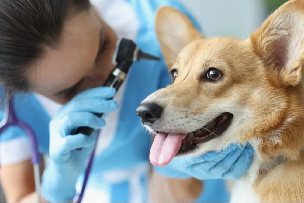 Atendimento veterinário para cachorro ou gato na rede credenciada